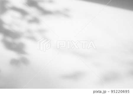 Abstract natural tree leaves shadow on white wall background 95220695