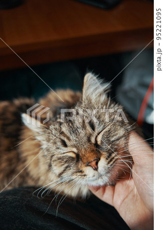 Man's hand strokes cat. Care of sweet kitten. Happy and lazy domestic animal relax. Fluffy pussycat close eyes. Friendship with pet. 95221095