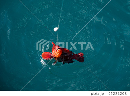 Favorite male leisure. Sunset lake, perch fishing with boat and rod, evening bite. 95221208