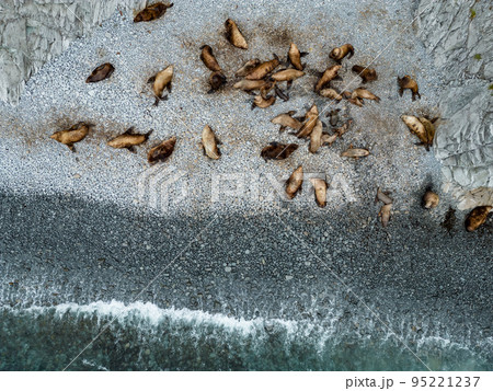 Sea lion on the beach in Galapagos Islands 95221237