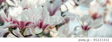 Pink Magnolia Tree with Blooming Flowers during Springtime 95221332