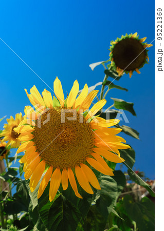 Blooming yellow sun flower on a field against blue sky. 95221369