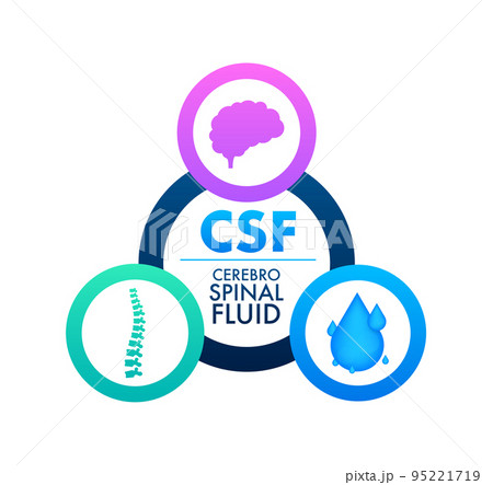 CSF - cerebrospinal fluid. Medical concept. Vector stock illustration. CSF - cerebrospinal fluid. Medical concept. Vector stock illustration. 95221719