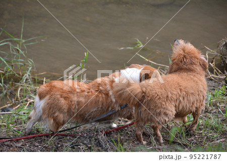 清瀬金山緑地公園 東京都4 柳瀬川 水浴びした犬 清瀬金山緑地公園 東京都4 柳瀬川 水浴びした犬 95221787