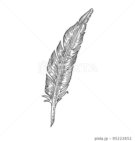 hand drawn feathers