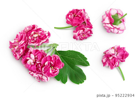 flower of hawthorn isolated on white background. Crataegus Pauls Scarlet. Top view. Flat lay flower of hawthorn isolated on white background. Crataegus Pauls Scarlet. Top view. Flat lay 95222934