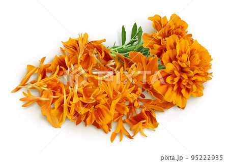 fresh marigold or tagetes erecta flower isolated on white background with full depth of field. Top view. Flat lay fresh marigold or tagetes erecta flower isolated on white background with full depth of field. Top view. Flat lay 95222935