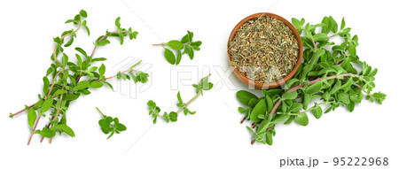 Oregano or marjoram leaves fresh and dry in wooden bowl isolated on white background. Top view. Flat lay Oregano or marjoram leaves fresh and dry in wooden bowl isolated on white background. Top view. Flat lay 95222968