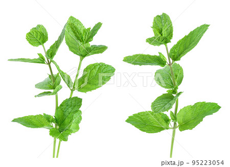 fresh mint leaves isolated on white background 95223054