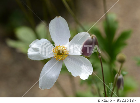 ヘレボルス 95225137