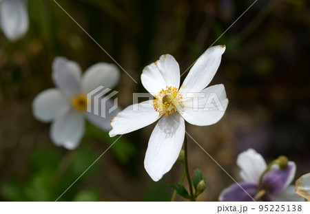 ヘレボルス 95225138