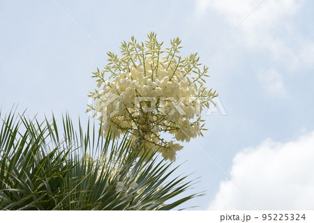 ユッカ・ロストラタの花 95225324