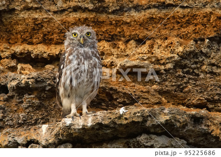 Little owl or Athene noctua perched on a rock Little owl or Athene noctua perched on a rock 95225686