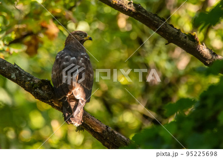 European honey buzzard or Pernis apivorus. Bird of prey European honey buzzard or Pernis apivorus. Bird of prey 95225698