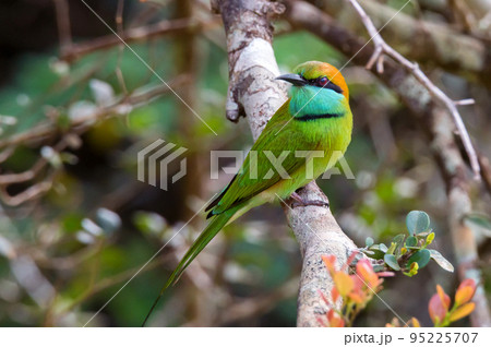Green bee-eater or Merops orientalis perching on a twig Green bee-eater or Merops orientalis perching on a twig 95225707