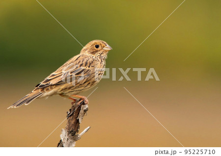 Corn bunting or Miliaria calandra perches on a twig Corn bunting or Miliaria calandra perches on a twig 95225710