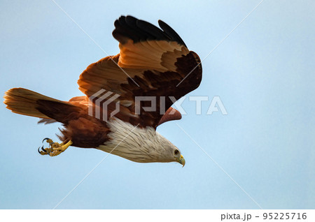Brahminy kite or Haliastur indus in attack flight 95225716