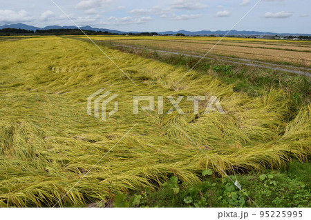 風水害の被害にあった稲穂 95225995