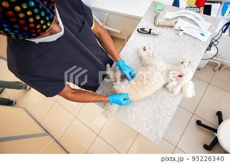Veterinarian shaving a dog before treatment. doctor at the animal clinic with an anesthetized dog. Veterinarian shaving a dog before treatment. doctor at the animal clinic with an anesthetized dog. 95226340