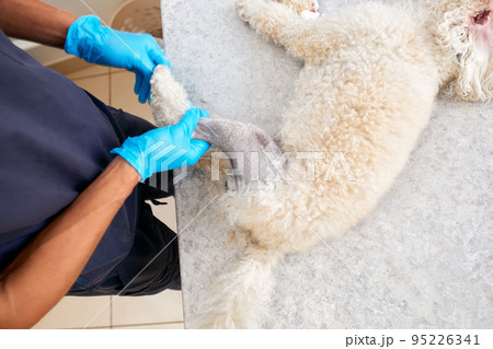 Veterinarian shaving a dog before treatment. doctor at the animal clinic with an anesthetized dog. 95226341