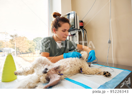 Veterinarian team preparing dog for surgery on operating table Veterinarian team preparing dog for surgery on operating table 95226343