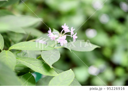 アジサイの花　七段花 95226916