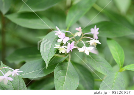 アジサイの花　七段花 95226917