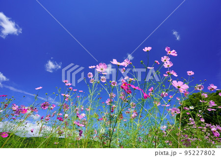 まだ蕾が多いコスモス畑で紺碧の空をローアングルで見上げる 95227802