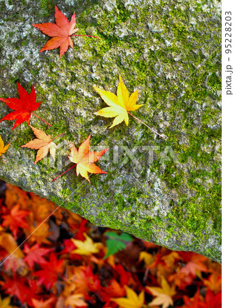 秋の京都の庭の紅葉、庭石に落ちたモミジの葉、晩秋の日本庭園の紅葉の写真素材 [95228203] - PIXTA