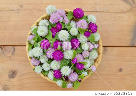 三色の千日紅の花かご 　　　　　 95228315