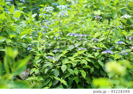 ヤマアジサイの花 アマチャ ヤマアジサイの花 アマチャ 95228399
