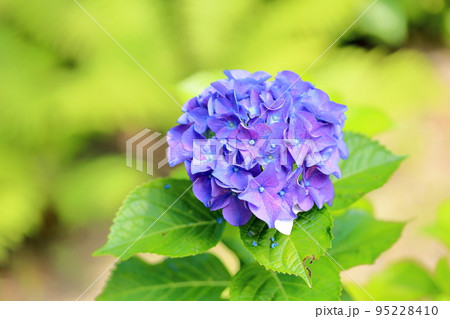 アジサイの花 95228410