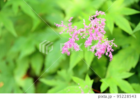 キョウがノコの花 95228543
