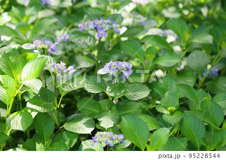アジサイの花 95228544