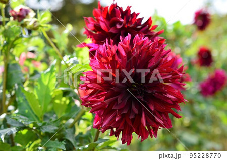 朝日を浴びたダリア 朝日を浴びたダリア 95228770