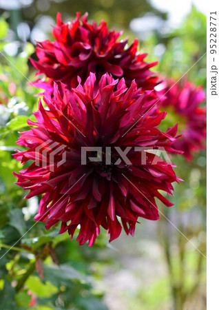 朝日を浴びたダリア 95228771