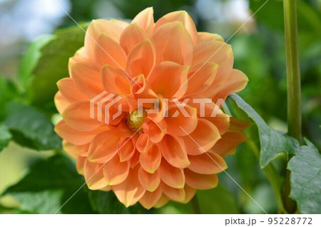朝日を浴びたダリア 朝日を浴びたダリア 95228772