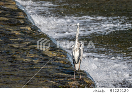 賀茂川の堰に立つアオサギ 95229120