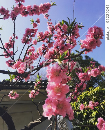 春　桃の花 95229243