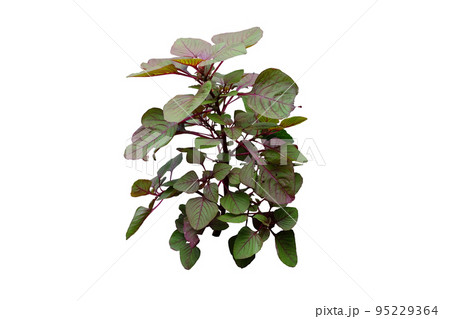 Red Spinach or Amaranthus Dubius tropical plant Red Spinach or Amaranthus Dubius tropical plant 95229364