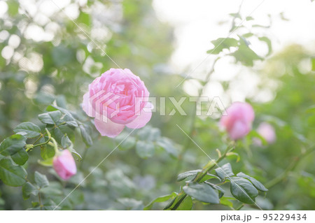 雰囲気のある秋バラのイメージカット 95229434