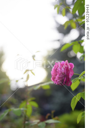 雰囲気のある秋バラのイメージカット 95229443