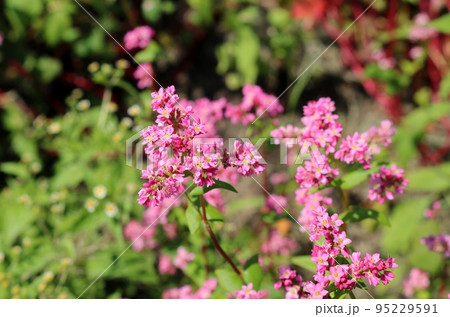 河川敷に咲いている赤いそばの花 鬼怒川 河川敷に咲いている赤いそばの花 鬼怒川 95229591