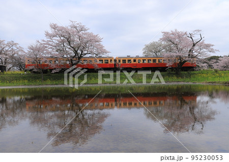 小湊鉄道と桜と菜の花 小湊鉄道と桜と菜の花 95230053