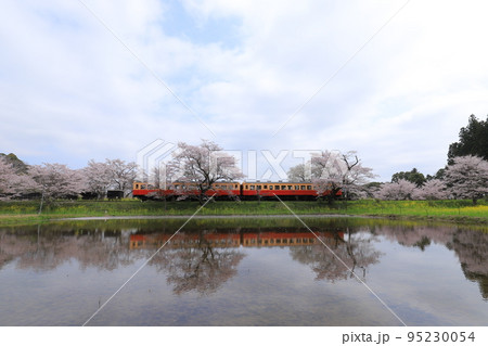 小湊鉄道と桜と菜の花 95230054