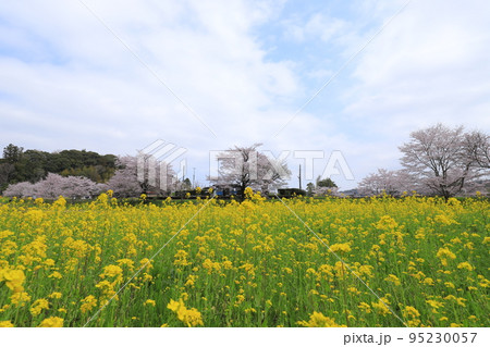 小湊鉄道と桜と菜の花 小湊鉄道と桜と菜の花 95230057