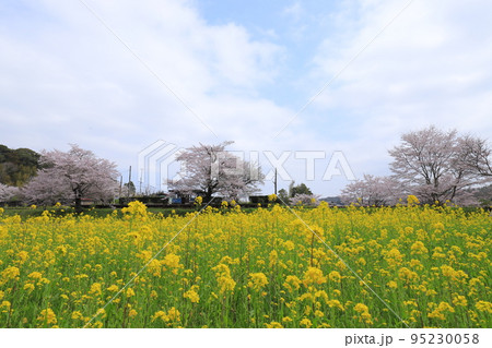 小湊鉄道と桜と菜の花 小湊鉄道と桜と菜の花 95230058