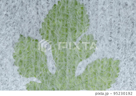 葉っぱの透かし和紙の背景素材 95230192