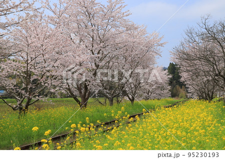いすみ鉄道と桜と菜の花 95230193