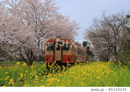 いすみ鉄道と桜と菜の花 いすみ鉄道と桜と菜の花 95230245